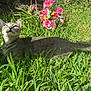 Ruby is registered to the contest to win money with this photo: cat, tabby_cat, grass, outdoor, flower, pink_flower, greenery, sunlight, nature, animal, pet, fur, whiskers, stone, garden, curious, looking_up, daylight, mammal, relaxed