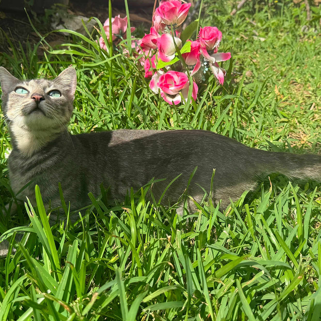 Ruby is registered to the contest to win money with this photo: animal, cat, curious, daylight, flower, fur, garden, grass, greenery, looking_up, mammal, nature, outdoor, pet, pink_flower, relaxed, stone, sunlight, tabby_cat, whiskers