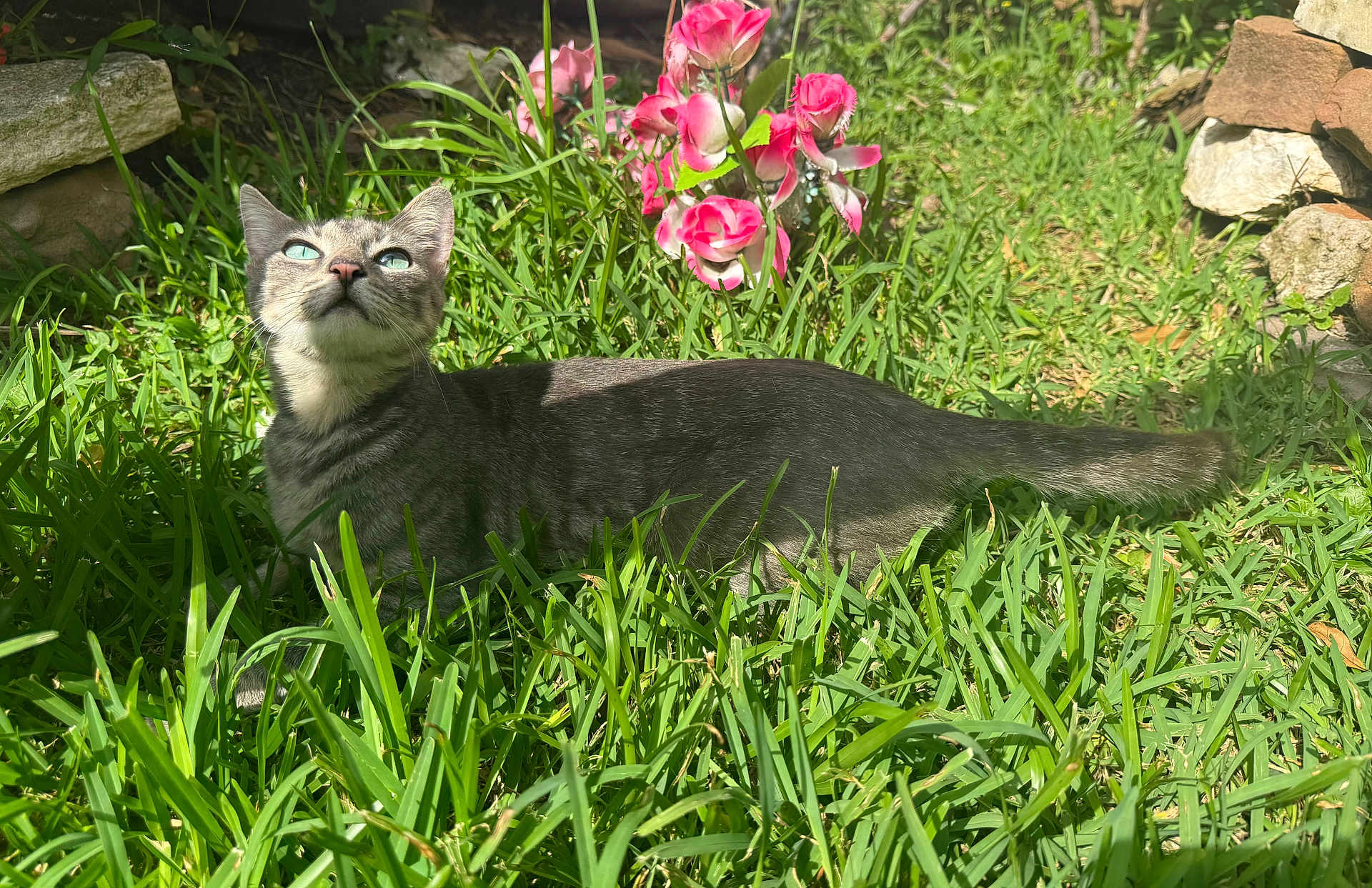 Ruby is registered to the contest to win money with this photo: cat, tabby_cat, grass, outdoor, flower, pink_flower, greenery, sunlight, nature, animal, pet, fur, whiskers, stone, garden, curious, looking_up, daylight, mammal, relaxed