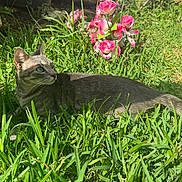 Ruby joined the competition — help win amazing prizes! cat, gray_tabby, grass, flowers, pink_flowers, garden, outdoor, sunlight, nature, pet, animal, feline, greenery, relaxing, alert, daylight, mammal, whiskers, tail, ears