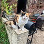 animal, barbecue_grill, brick_wall, calico, cat, concrete, curious, daylight, doorway, fence, fur, garden, greenery, hanging_pots, nature, outdoor, pet, plant, rustic, tail