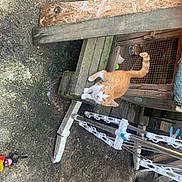 Sylvie Legrand a rejoint le concours — aidez-le/la à gagner de superbes lots ! animal, cat, curious, daylight, drying_rack, earth, enclosure, feline, ground, looking_up, metal, orange_cat, outdoor, pet, rustic, tail_up, white, wire_mesh, wood, wooden_platform