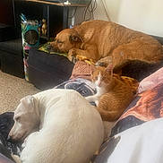 Prince Et Rocky participe au concours pour gagner de l'argent avec cette photo : dog, cat, kitten, couch, indoor, pet, animal, resting, furniture, blanket, orange_cat, white_dog, brown_dog, cozy, living_room, pillow, sleeping, relaxed, companion, cute