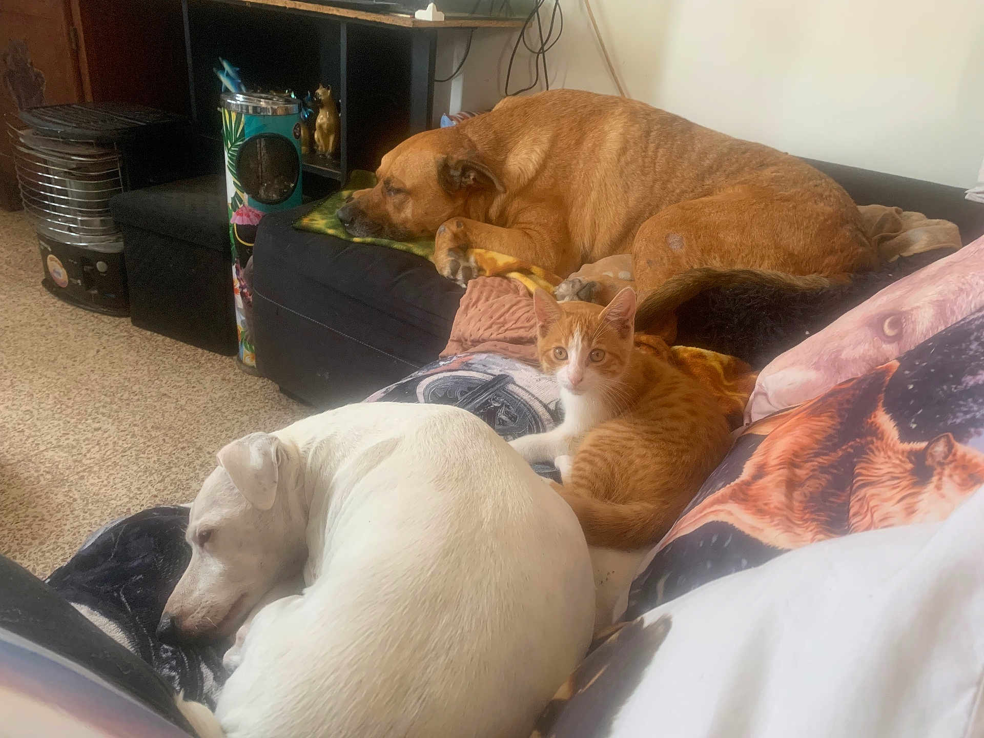 Prince Et Rocky participe au concours pour gagner de l'argent avec cette photo : dog, cat, kitten, couch, indoor, pet, animal, resting, furniture, blanket, orange_cat, white_dog, brown_dog, cozy, living_room, pillow, sleeping, relaxed, companion, cute