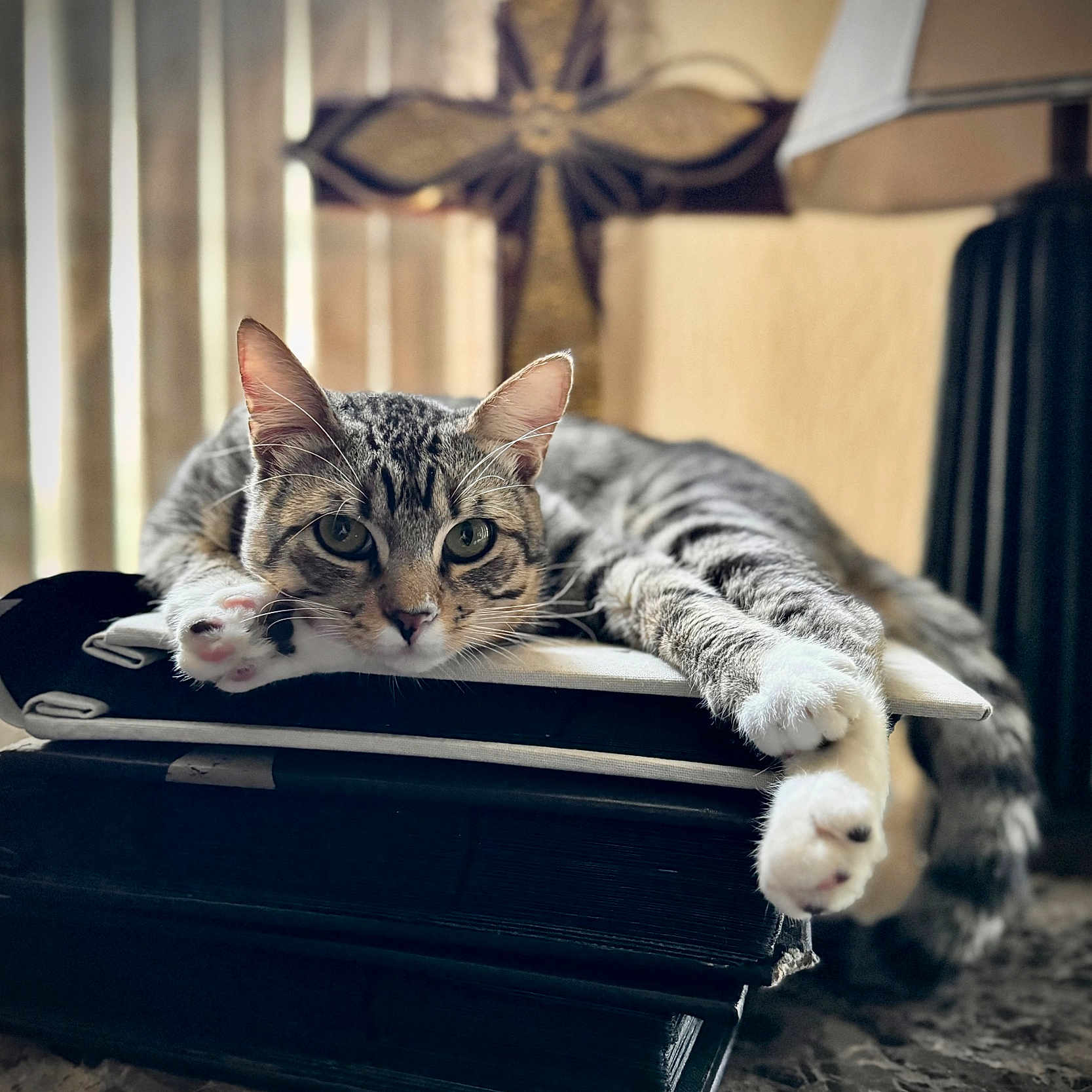 Michi joined the competition — help win amazing prizes! animal, cat, closeup, cozy, cross, curious, furniture, homedecor, indoor, lamp, marble_surface, paw, pet, relaxing, resting, soft_light, stack_of_books, striped, tabby, whiskers