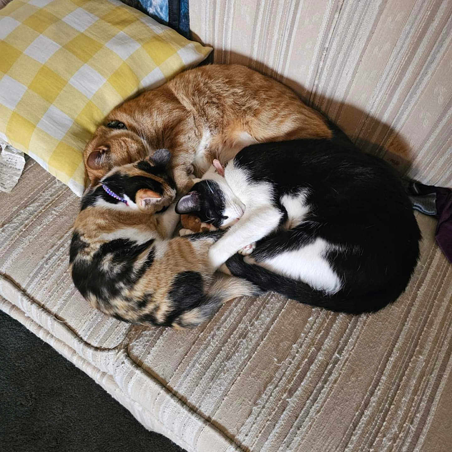 Tiger Oreo Gizmo joined the competition — help win amazing prizes! animal, black_and_white, calico, cat, cats, companion, couch, cozy, curled_up, domestic, fur, furniture, indoor, nap, orange_tabby, pet, pillow, resting, sleeping, striped