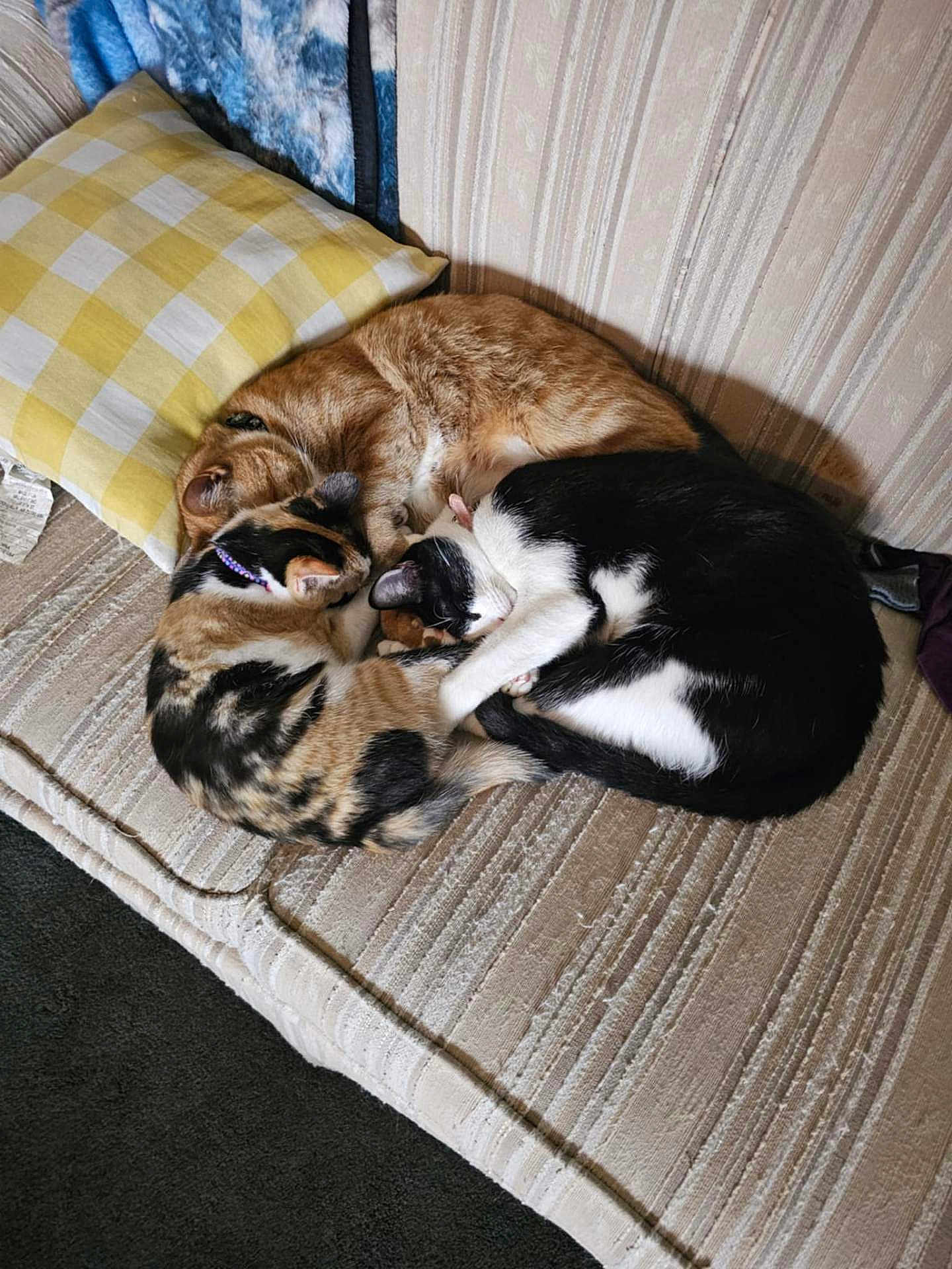 Tiger Oreo Gizmo joined the competition — help win amazing prizes! cat, cats, sleeping, couch, furniture, pillow, striped, fur, calico, black_and_white, orange_tabby, indoor, resting, cozy, pet, animal, nap, curled_up, domestic, companion