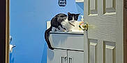 Tiger Oreo Gizmo is registered to the contest to win money with this photo: cat, bathroom, sink, cabinet, door, blue_wall, floor, toilet_paper, mirror, hand_soap, pet, animal, curious, indoor, feline, black_and_white, furniture, household, domestic, door_handle