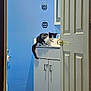 cat, bathroom, sink, cabinet, door, blue_wall, floor, toilet_paper, mirror, hand_soap, pet, animal, curious, indoor, feline, black_and_white, furniture, household, domestic, door_handle