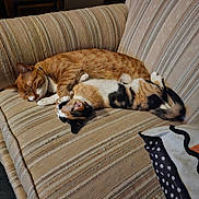 Tiger Oreo Gizmo is registered to the contest to win money with this photo: cat, cats, sleeping, couch, striped_couch, feline, pet, nap, cozy, indoor, fur, two_animals, resting, domestic_animal, relaxation, animal_pair, striped_fabric, calico_cat, ginger_cat, home