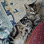 carpet, cat, chair, cozy, curious, domestic_animal, feline, fur, green_eyes, home, indoor, lying_down, patterned_rug, paw, pet, relaxed, resting, striped_fur, tabby_cat, whiskers