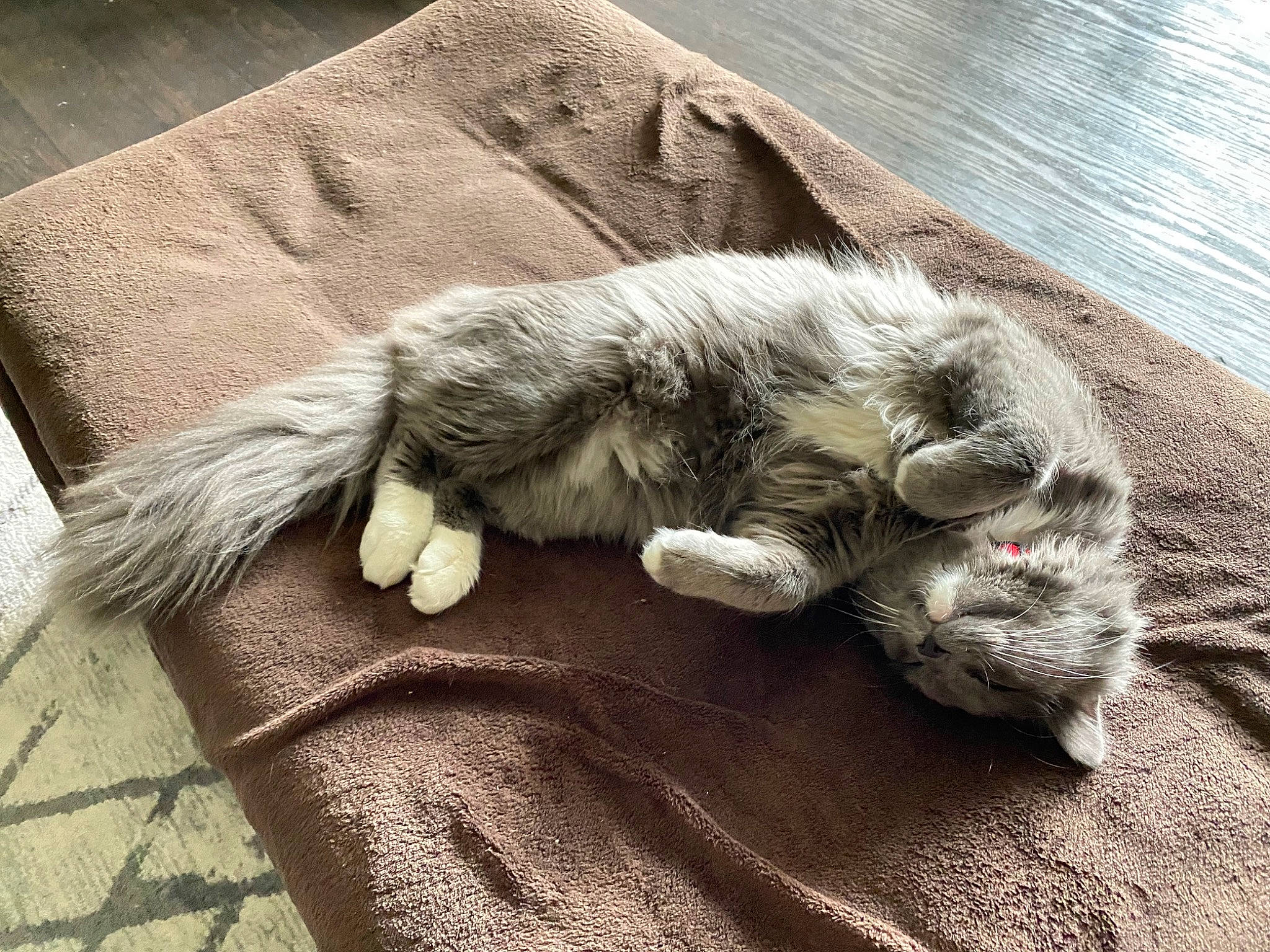 Björn is registered to the contest to win money with this photo: carnivore, cat, claw, comfort, domestic_short_haired_cat, felidae, flooring, fur, grey, linens, nap, paw, sleep, small_to_medium_sized_cats, snout, tail, whiskers, wood