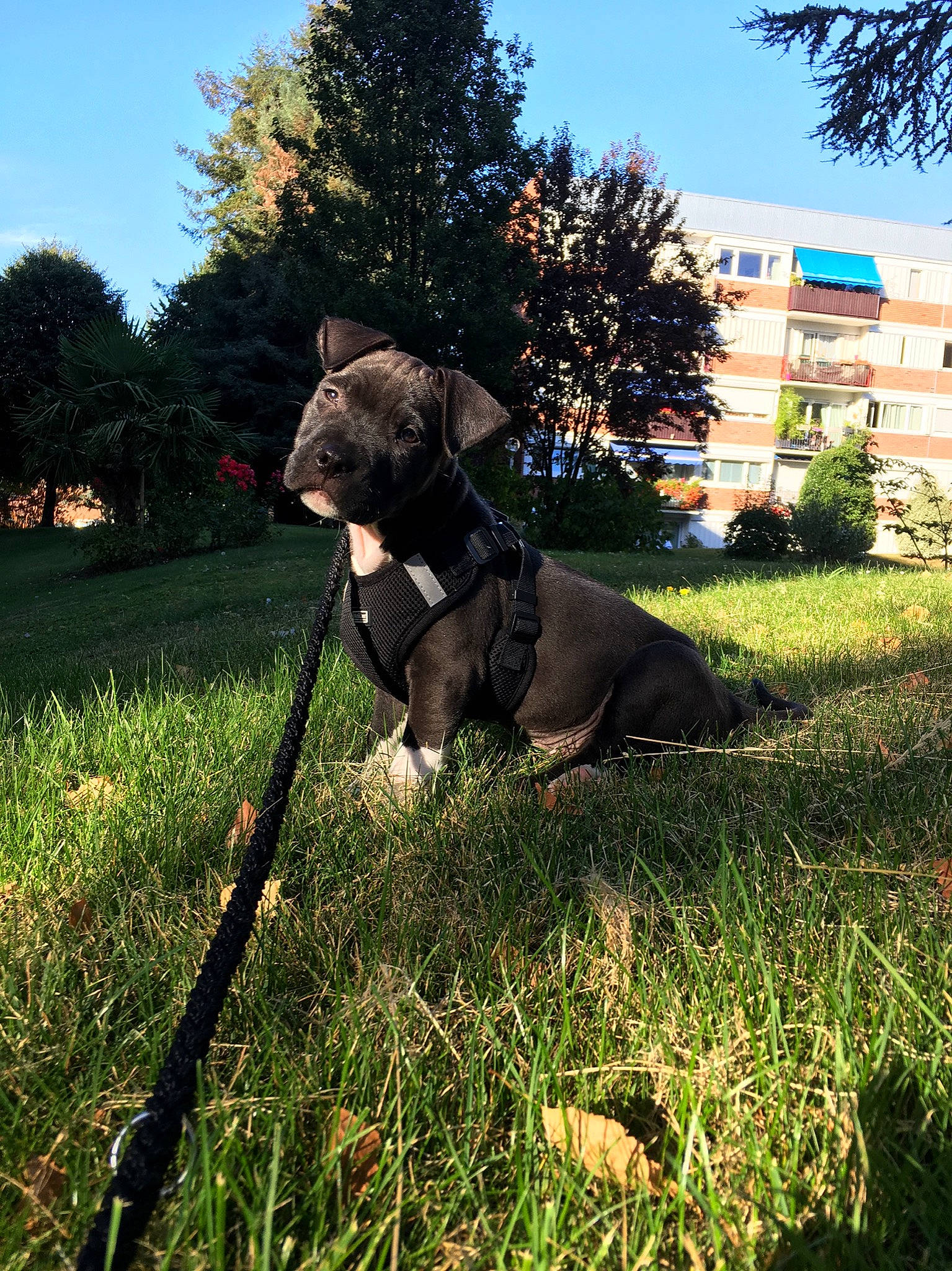 Tayron a rejoint le concours — aidez-le/la à gagner de superbes lots ! american_pit_bull_terrier, american_staffordshire_terrier, cane_corso, canidae, carnivore, companion_dog, dog, dog_breed, dog_walking, fashion_accessory, grass, great_dane, guard_dog, leash, mammal, non_sporting_group, patterdale_terrier, sporting_group, staffordshire_bull_terrier, tree
