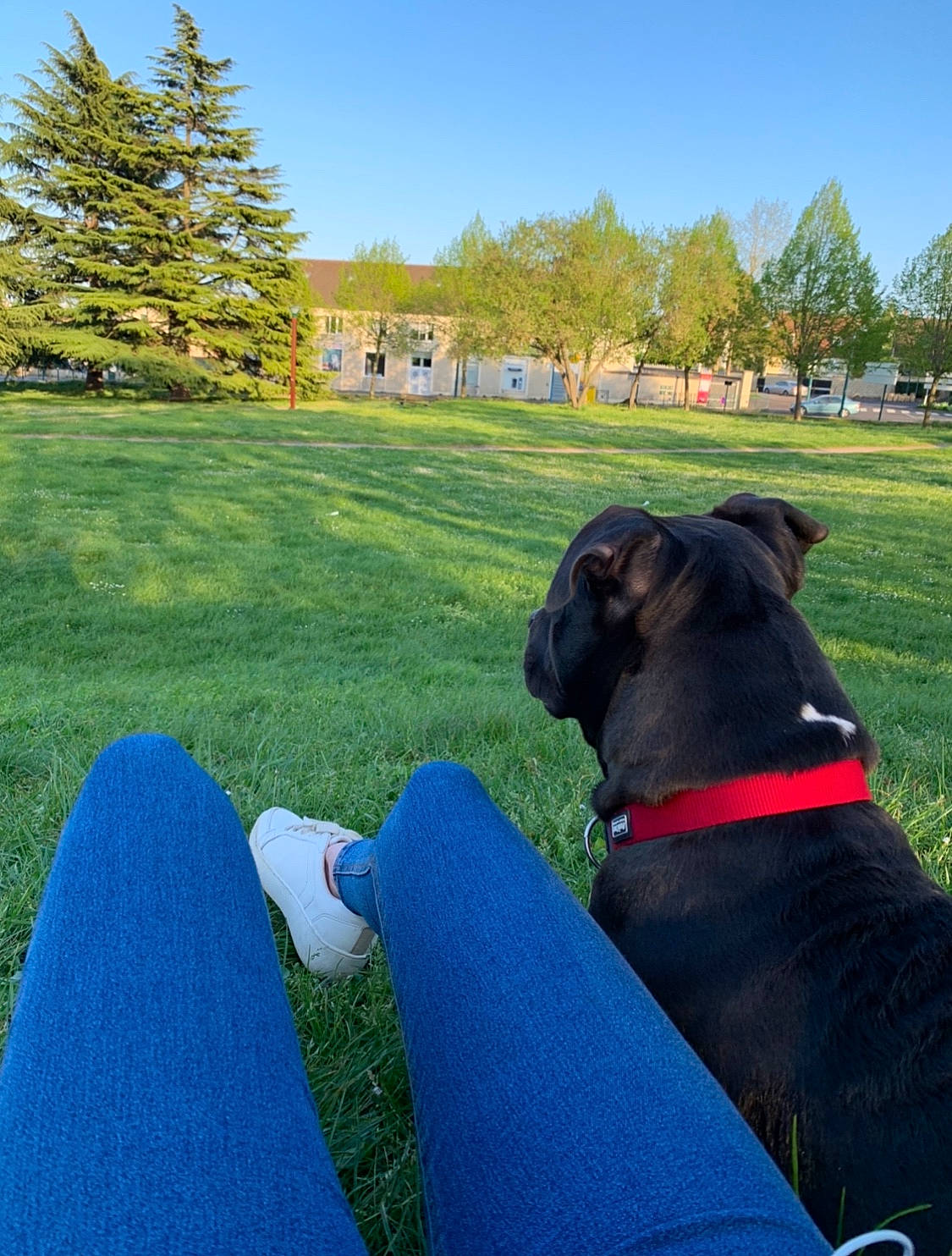Tayron participe au concours pour gagner de l'argent avec cette photo : blue, canidae, carnivore, companion_dog, dog, dog_breed, dog_walking, grass, lawn, non_sporting_group, plant, pug, puppy, sky, sporting_group, tree