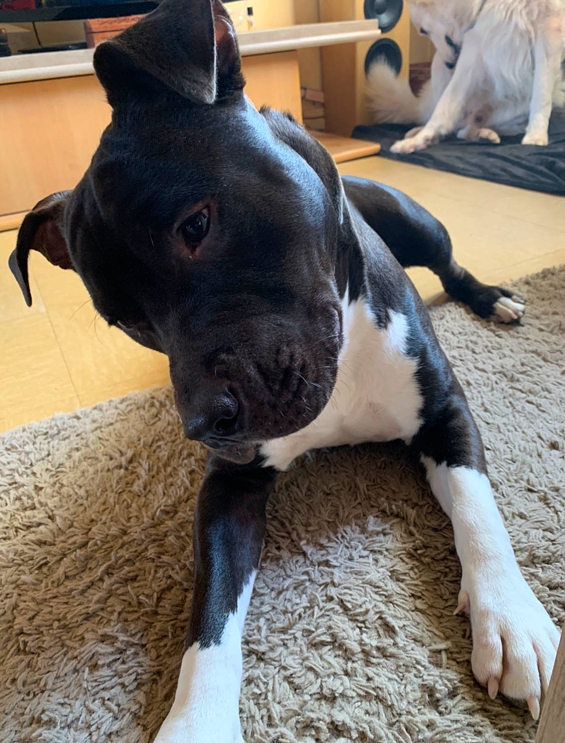 Tayron participe au concours pour gagner de l'argent avec cette photo : american_pit_bull_terrier, american_staffordshire_terrier, boston_terrier, canidae, carnivore, companion_dog, dog, dog_breed, fawn, french_bulldog, mammal, non_sporting_group, pit_bull, puppy, snout, sporting_group, staffordshire_bull_terrier, tail, vertebrate, whiskers
