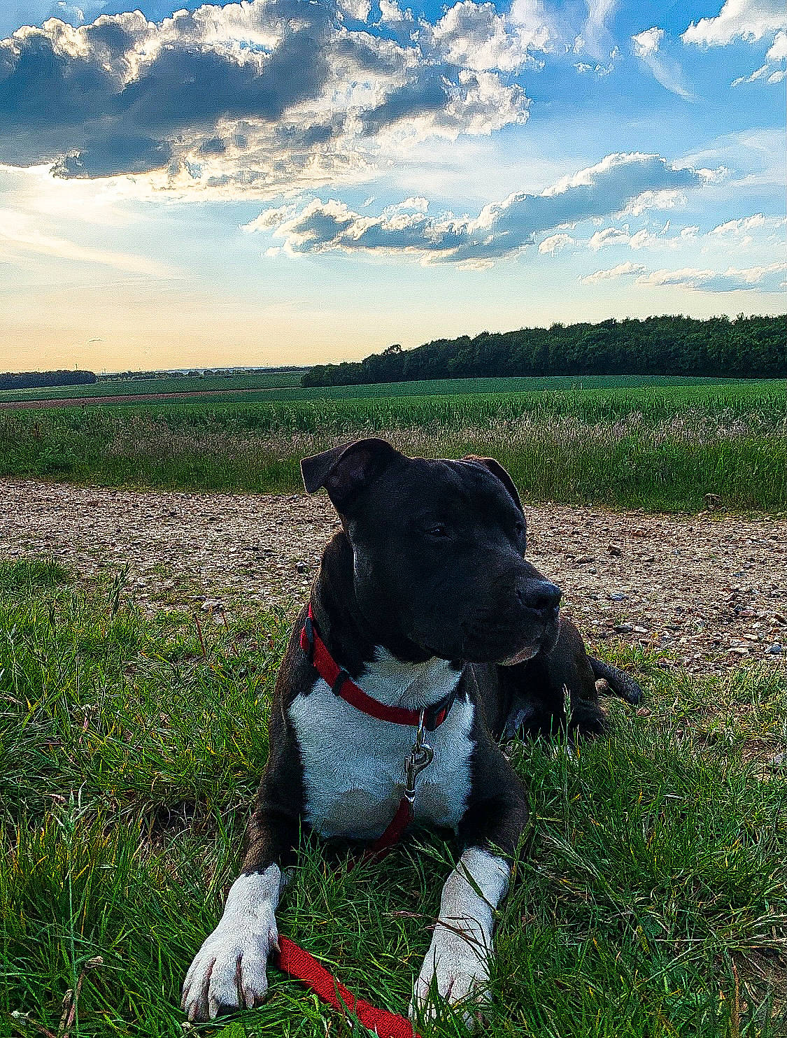 Tayron participe au concours pour gagner de l'argent avec cette photo : adventure, american_staffordshire_terrier, canidae, carnivore, cloud, dog, dog_breed, dog_collar, grass, grass_family, grassland, leash, mammal, meadow, non_sporting_group, plant, sky, snout, sporting_group, staffordshire_bull_terrier
