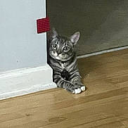 Johnny joined the competition — help win amazing prizes! animal, cat, collar, corner, curious, domestic_animal, ears, feline, floor, gray, indoor, looking, paws, peeking, pet, resting, tabby, whiskers, white_paws, wood_floor