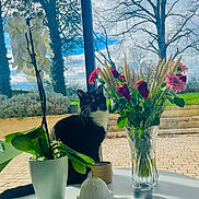 Jack participe au concours pour gagner de l'argent avec cette photo : cat, black_and_white_cat, flower_pot, orchid, bouquet, vase, table, window, garden, tree, sky, cloud, plant, leaf, outdoor, decor, nature, pet, sunlight, shadow