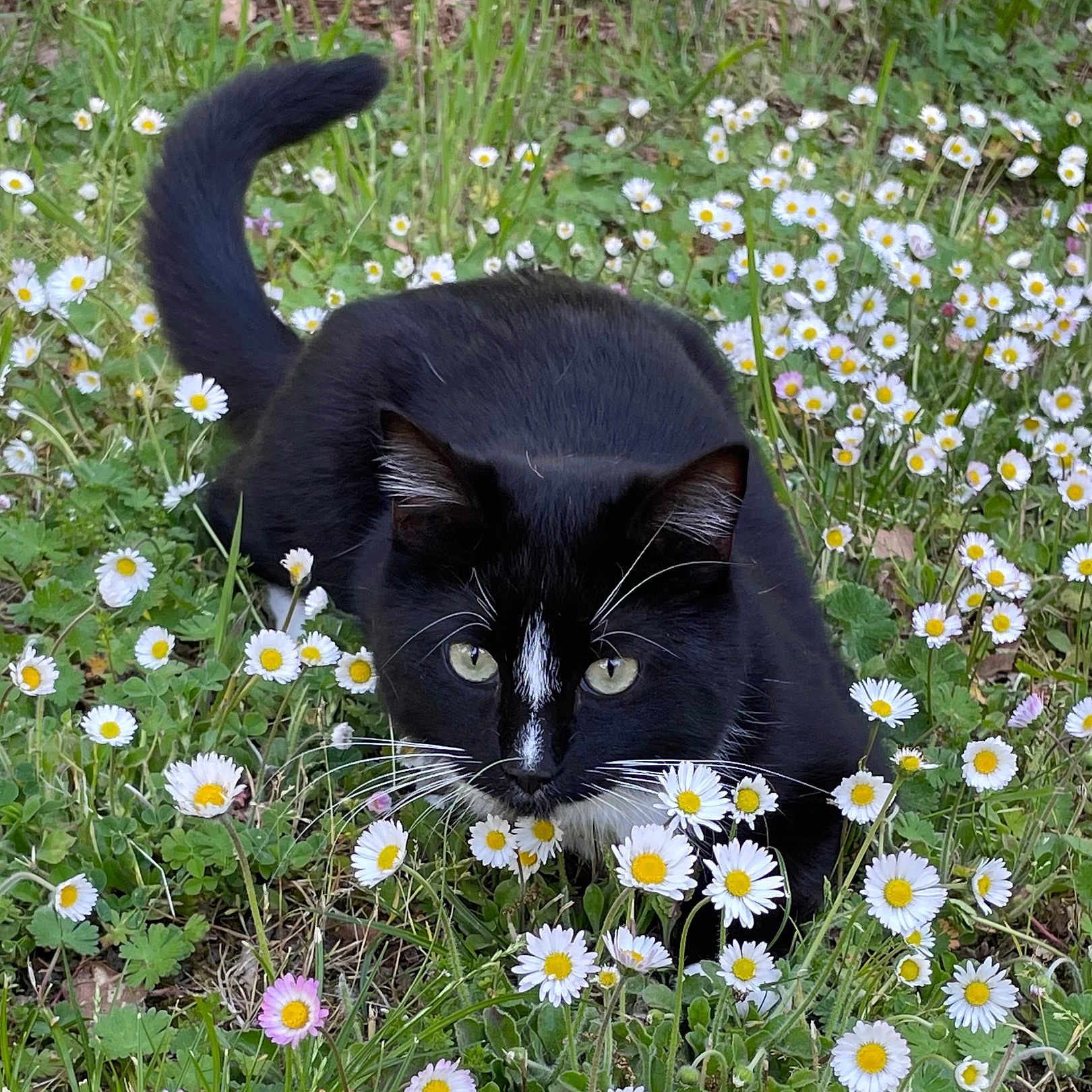 Jack participe au concours pour gagner de l'argent avec cette photo : animal, black_cat, cat, close_up, crouching, daisies, flora, flowers, garden, grass, greenery, hunting_pose, nature, outdoor, pet, plant, spring, tail, whiskers, white_markings