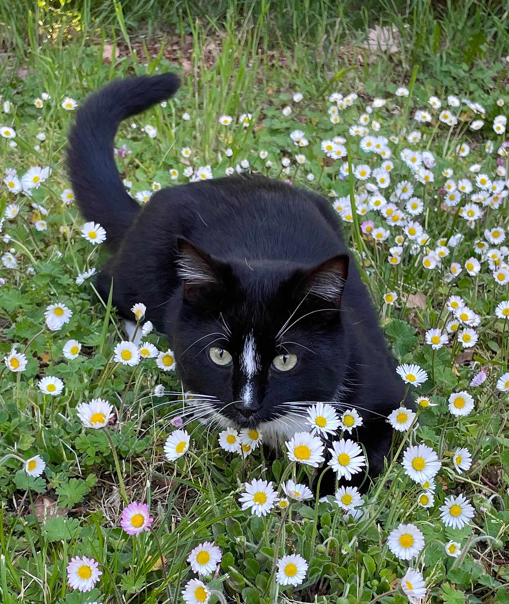 Jack participe au concours pour gagner de l'argent avec cette photo : cat, black_cat, white_markings, flowers, daisies, greenery, grass, outdoor, nature, animal, pet, whiskers, tail, close_up, crouching, hunting_pose, plant, spring, garden, flora