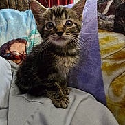 Pixel is registered to the contest to win money with this photo: kitten, cat, tabby, pet, animal, feline, indoor, cozy, blanket, couch, ears, whiskers, cute, young, fur, sitting, eyes, home, comfort, curious