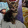kitten, cat, tabby, pet, animal, feline, indoor, cozy, blanket, couch, ears, whiskers, cute, young, fur, sitting, eyes, home, comfort, curious