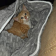 Lilo is registered to the contest to win money with this photo: animal, blanket, cat, cozy, cute, fur, gray_blanket, home, indoor, kitten, looking_up, orange_cat, pet, resting, small, snuggled, soft_texture, whiskers, white_cat, young