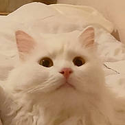 Daisy joined the competition — help win amazing prizes! cat, white, fluffy, pet, indoor, bed, blanket, pillow, fur, cute, animal, domestic, looking_up, closeup, cozy, soft, relaxed, portrait, whiskers, ears