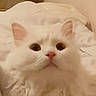 cat, white, fluffy, pet, indoor, bed, blanket, pillow, fur, cute, animal, domestic, looking_up, closeup, cozy, soft, relaxed, portrait, whiskers, ears