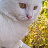 cat, white_cat, animal, pet, feline, outdoor, nature, leafy_background, yellow_eyes, fur, close_up, portrait, sunlight, stone_ledge, whiskers, cute, calm, curious, side_view, domestic_animal
