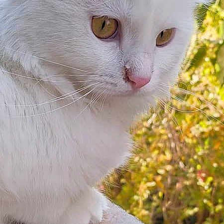 Daisy is registered to the contest to win money with this photo: cat, white_cat, animal, pet, feline, outdoor, nature, leafy_background, yellow_eyes, fur, close_up, portrait, sunlight, stone_ledge, whiskers, cute, calm, curious, side_view, domestic_animal