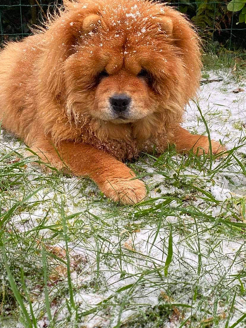 Ri-ya a rejoint le concours — aidez-le/la à gagner de superbes lots ! bear, brown_bear, canidae, carnivore, companion_dog, dog, dog_breed, fawn, fur, grass, kodiak_bear, liver, plant, snout, snow, sporting_group, terrestrial_animal, terrier, winter, working_animal
