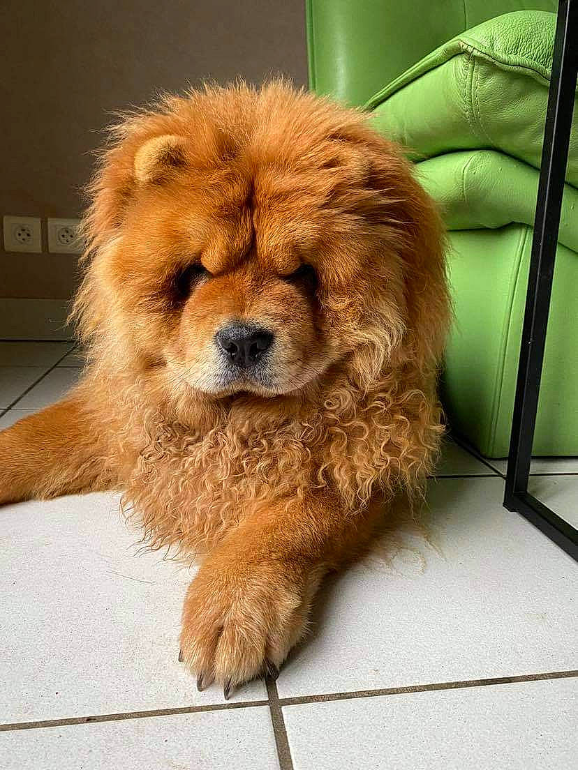 Ri-ya participe au concours pour gagner de l'argent avec cette photo : ancient_dog_breeds, canidae, carnivore, chow_chow, companion_dog, dog, dog_breed, fawn, flooring, fur, giant_dog_breed, liver, non_sporting_group, paw, puppy, sporting_group, terrestrial_animal, toy_dog, whiskers, working_animal