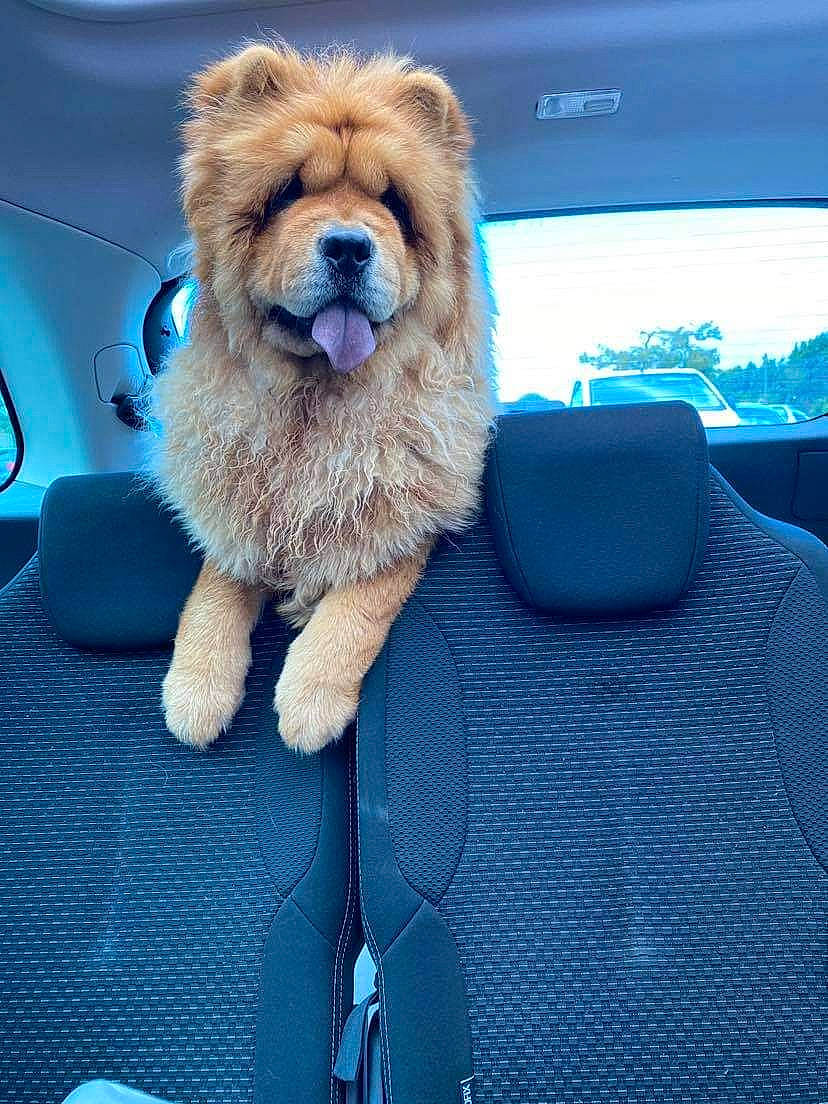 Ri-ya participe au concours pour gagner de l'argent avec cette photo : canidae, car, carnivore, collar, companion_dog, dog, dog_breed, electric_blue, fashion_accessory, fawn, felidae, fur, paw, snout, sporting_group, textile, toy_dog, vehicle_door, whiskers, windshield