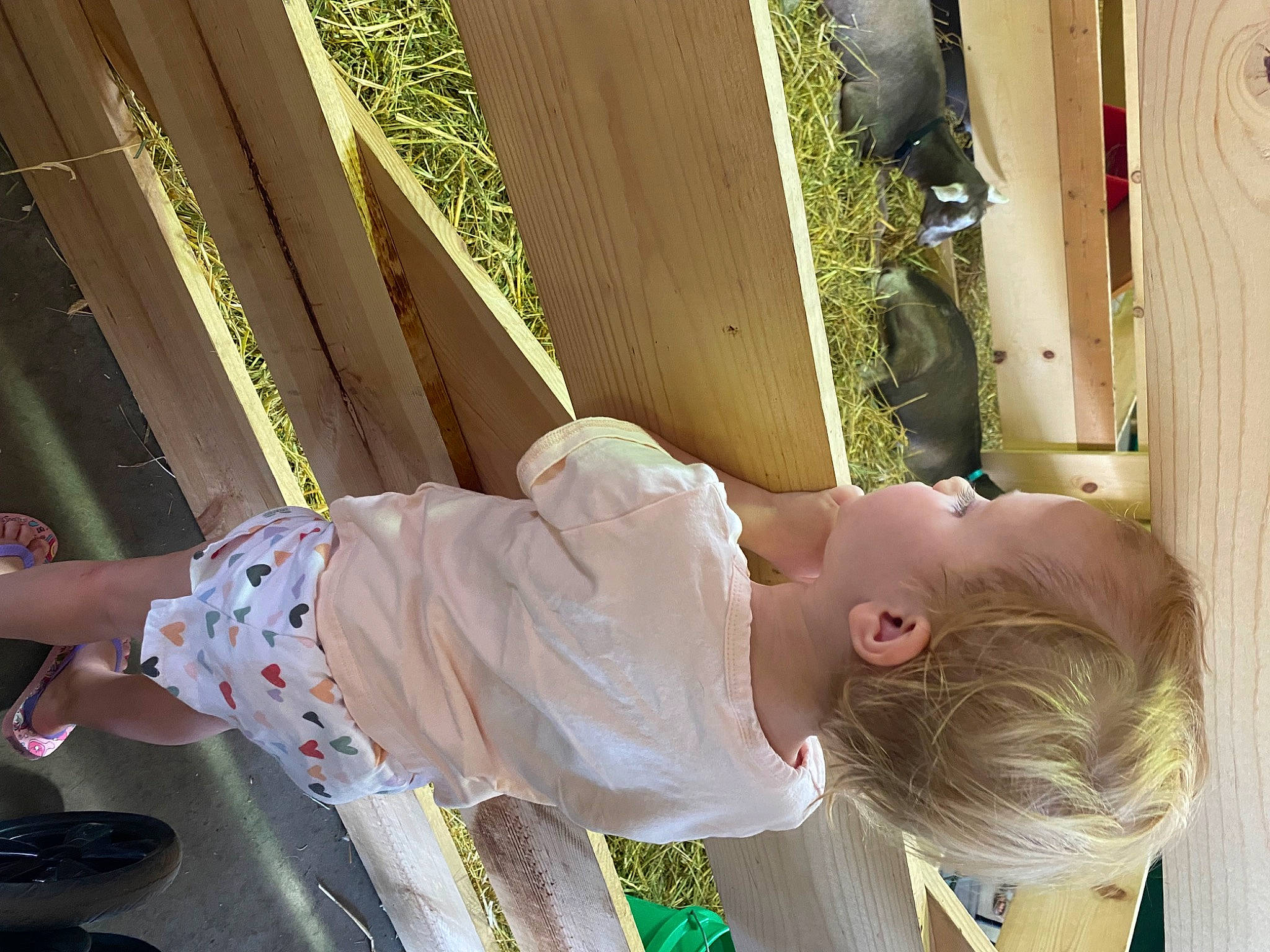 Natalie is registered to the contest to win money with this photo: baby, baby_toddler_clothing, child, fun, happy, human_leg, leisure, person, plant, room, sandal, thigh, toddler, tree, wood