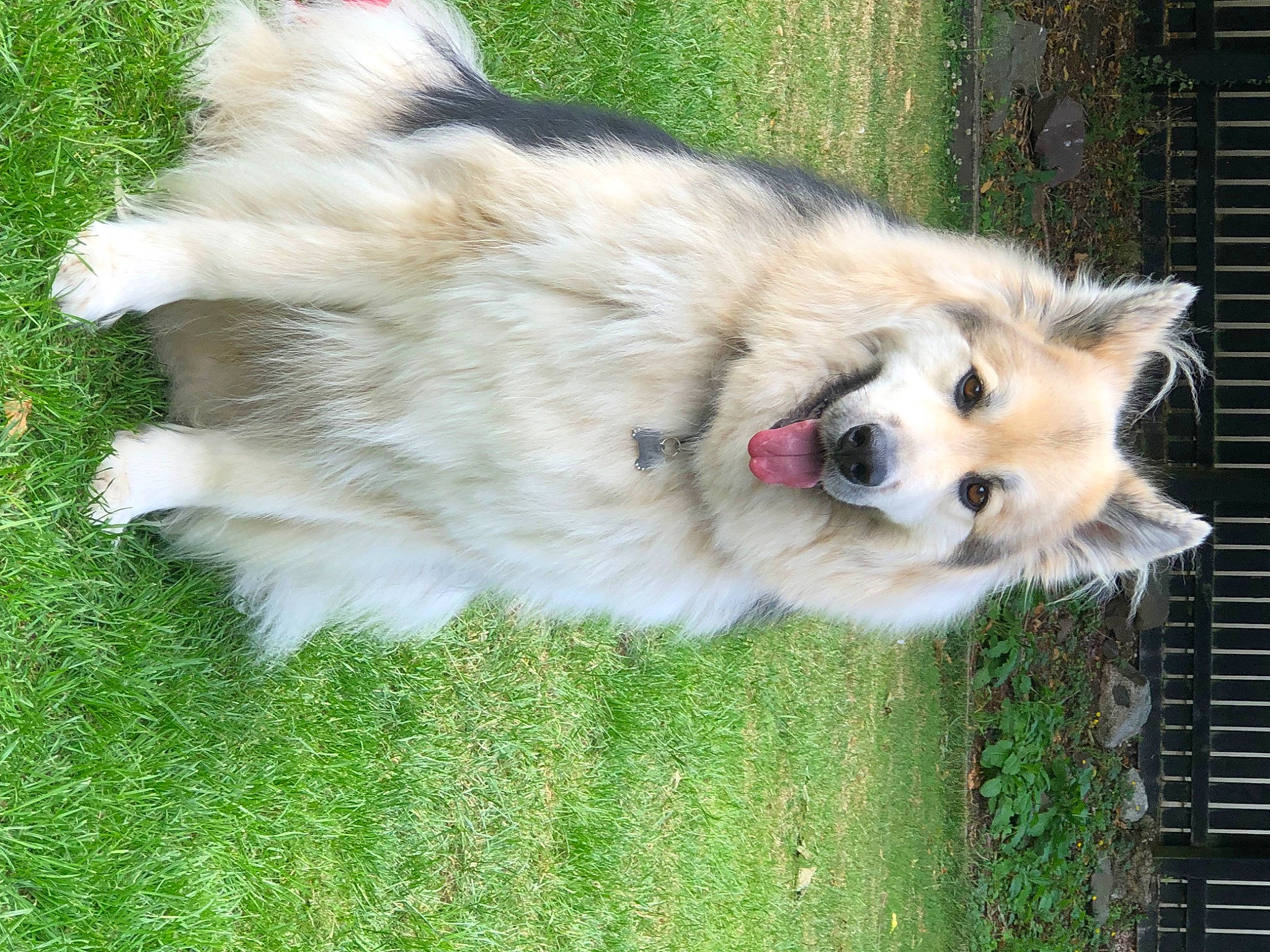 Greyson joined the competition — help win amazing prizes! canidae, carnivore, collar, companion_dog, dog, dog_breed, dog_supply, fawn, fur, german_spitz, german_spitz_klein, german_spitz_mittel, grass, pet_supply, pomeranian, spitz, sporting_group, volpino_italiano, whiskers, working_dog