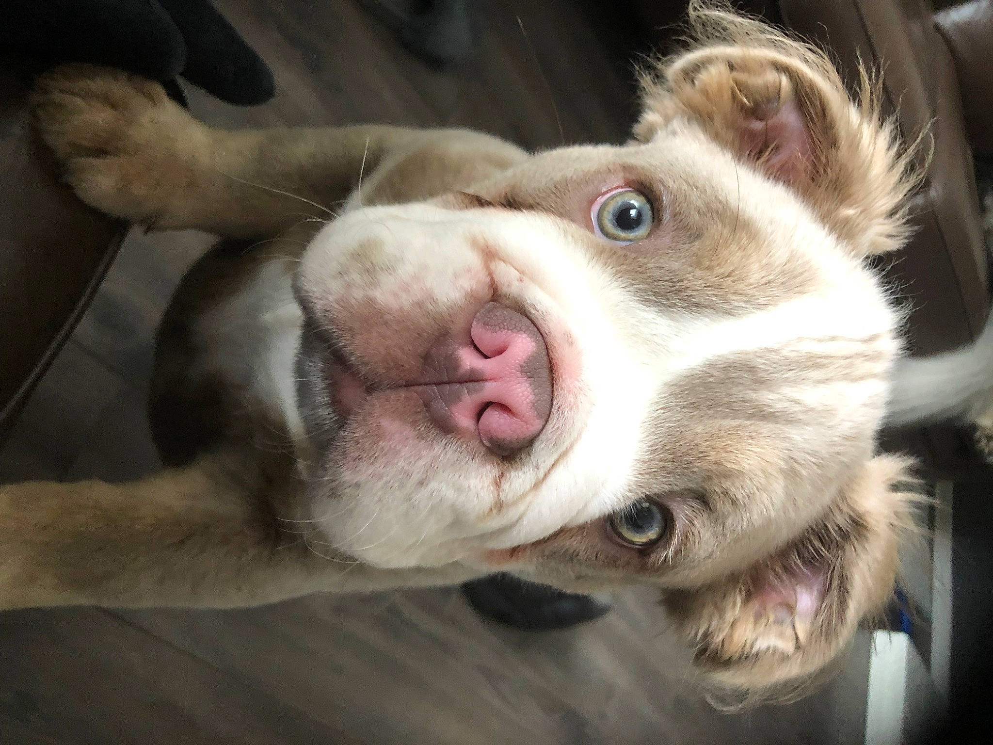 Bear joined the competition — help win amazing prizes! canidae, carnivore, collar, companion_dog, dog, dog_breed, ear, eye, eyelash, fawn, fur, jaw, leash, non_sporting_group, paw, snout, sporting_group, street_dog, whiskers, working_animal