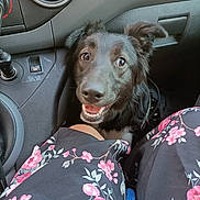 Mya participe au concours pour gagner de l'argent avec cette photo : animal, black_dog, car_interior, closeup, clothing, companion, cute, dashboard, dog, ears_up, floral_dress, happy, indoor, joyful, looking_up, person, pet, seat, smiling, transportation