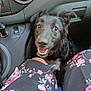 animal, black_dog, car_interior, closeup, clothing, companion, cute, dashboard, dog, ears_up, floral_dress, happy, indoor, joyful, looking_up, person, pet, seat, smiling, transportation