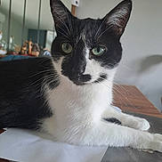 Spirit a rejoint le concours — aidez-le/la à gagner de superbes lots ! cat, black_and_white, green_eyes, indoor, table, relaxed, whiskers, fur, closeup, pet, domestic_animal, household, mirror, reflection, wooden_table, curious, animal, feline, resting, cozy