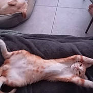Moustic participe au concours pour gagner de l'argent avec cette photo : cat, dog, blanket, floor, tile, pet_bed, orange_cat, white_cat, stretching, relaxing, animal, indoor, human_leg, foot, furniture, cozy, resting, companion_animals, domestic, casual