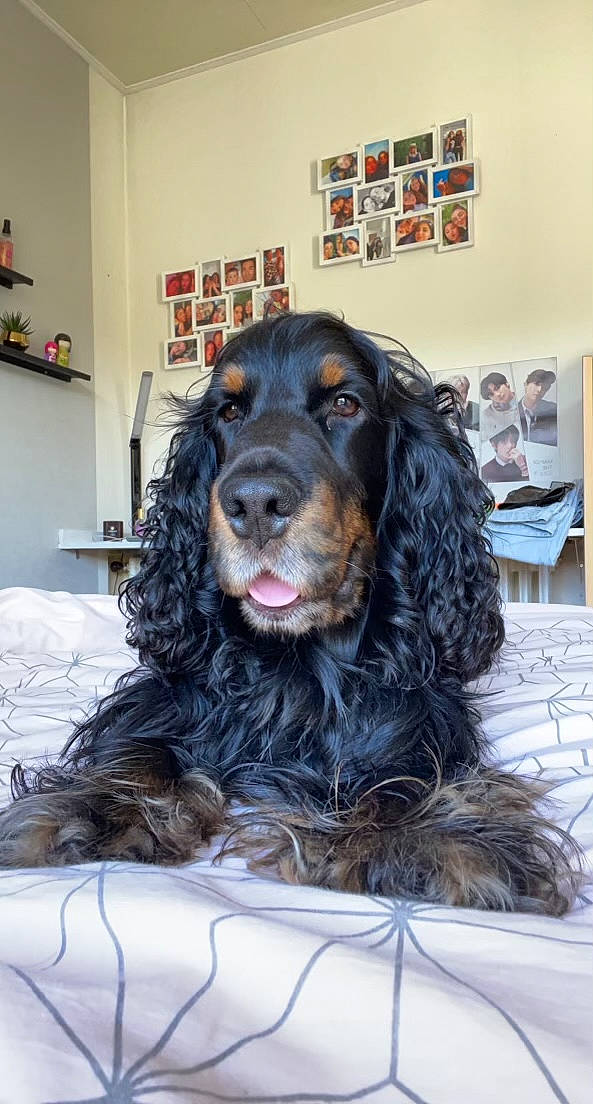 Owen participe au concours pour gagner de l'argent avec cette photo : canidae, carnivore, companion_dog, dog, dog_breed, fur, houseplant, liver, picture_frame, snout, spaniel, sporting_group, working_animal