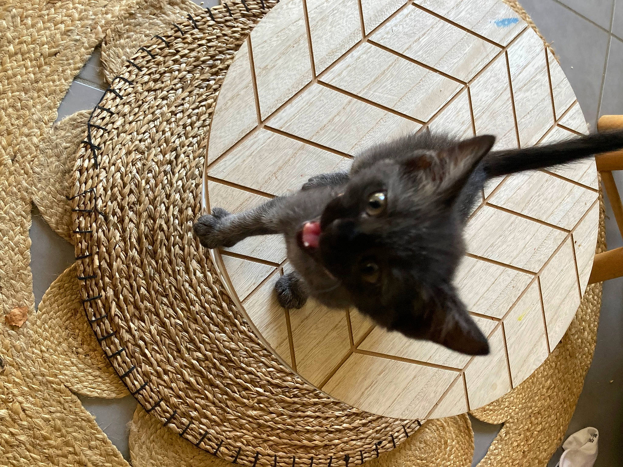 Titi a rejoint le concours — aidez-le/la à gagner de superbes lots ! animal_shelter, basket, black_cat, cage, carnivore, cat, cat_supply, claw, comfort, domestic_short_haired_cat, felidae, flooring, fur, hat, pet_supply, small_to_medium_sized_cats, storage_basket, tail, whiskers, wood