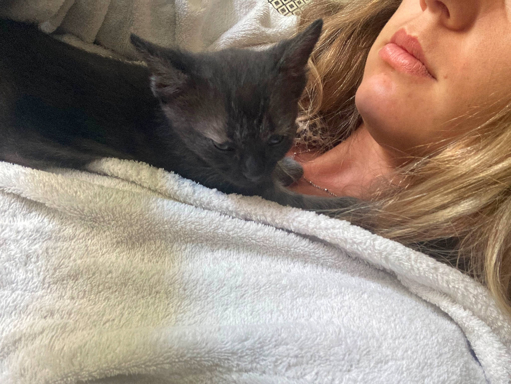 Titi participe au concours pour gagner de l'argent avec cette photo : bed, carnivore, cat, claw, comfort, domestic_short_haired_cat, eyelash, fawn, felidae, fur, gesture, grey, linens, nap, paw, skin, small_to_medium_sized_cats, tail, tree, whiskers