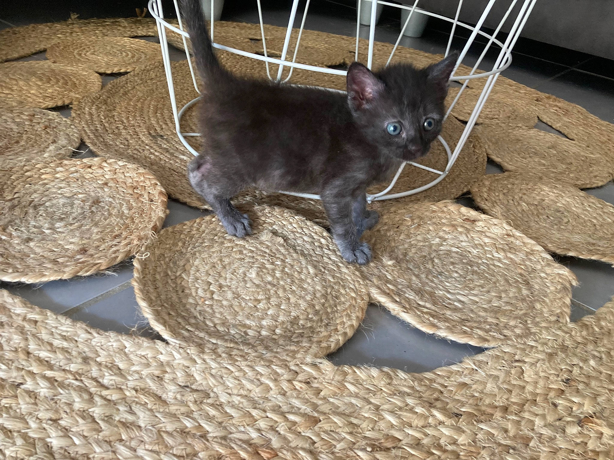 Titi participe au concours pour gagner de l'argent avec cette photo : basket, black_cat, carnivore, cat, cat_bed, cat_supply, circle, claw, comfort, domestic_short_haired_cat, felidae, fur, paw, pet_supply, small_to_medium_sized_cats, tail, terrestrial_animal, whiskers