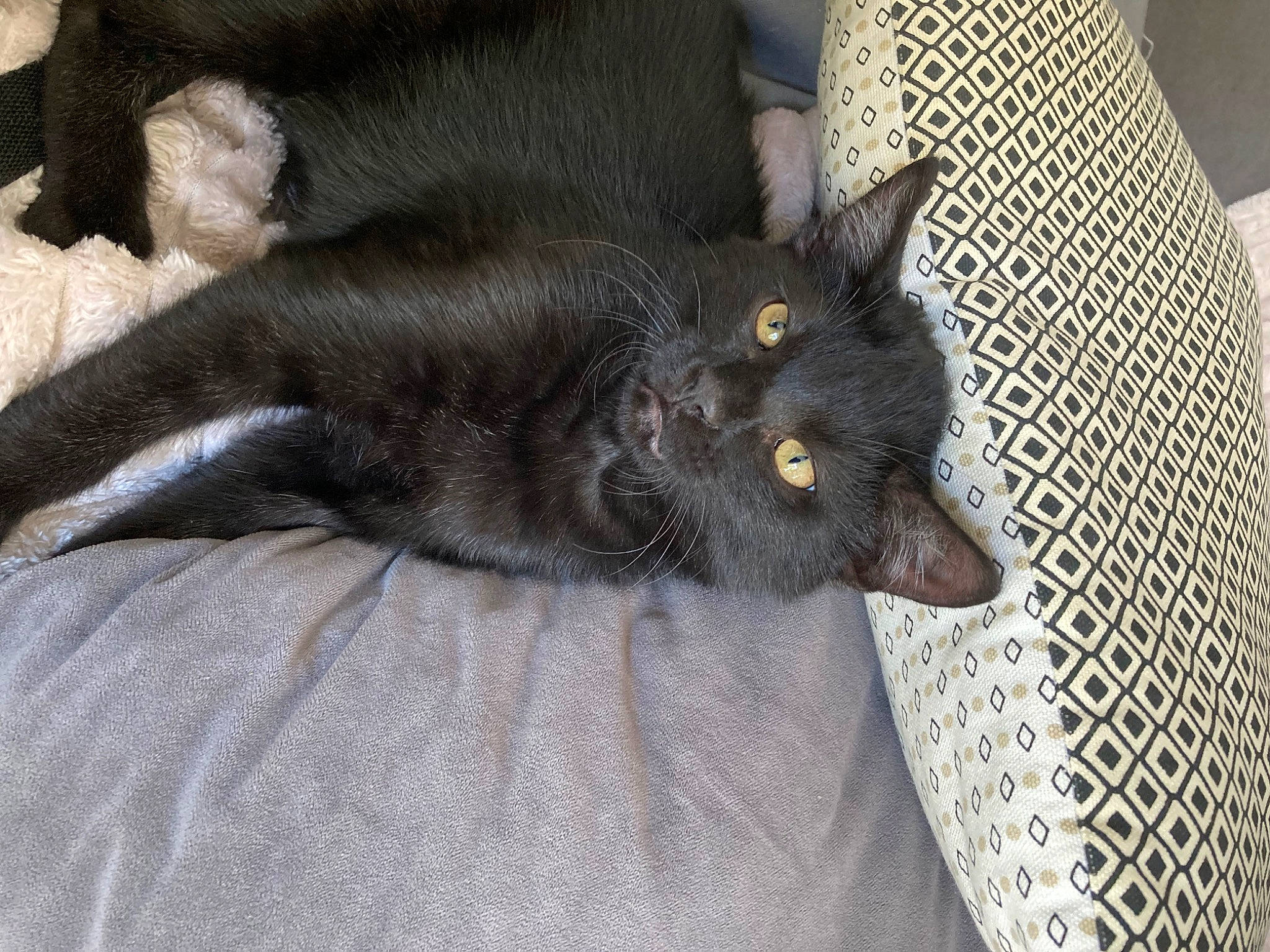 Titi a rejoint le concours — aidez-le/la à gagner de superbes lots ! black_cat, bombay, carnivore, cat, claw, comfort, dog_breed, domestic_short_haired_cat, felidae, fur, grey, havana_brown, paw, small_to_medium_sized_cats, snout, tail, terrestrial_animal, whiskers