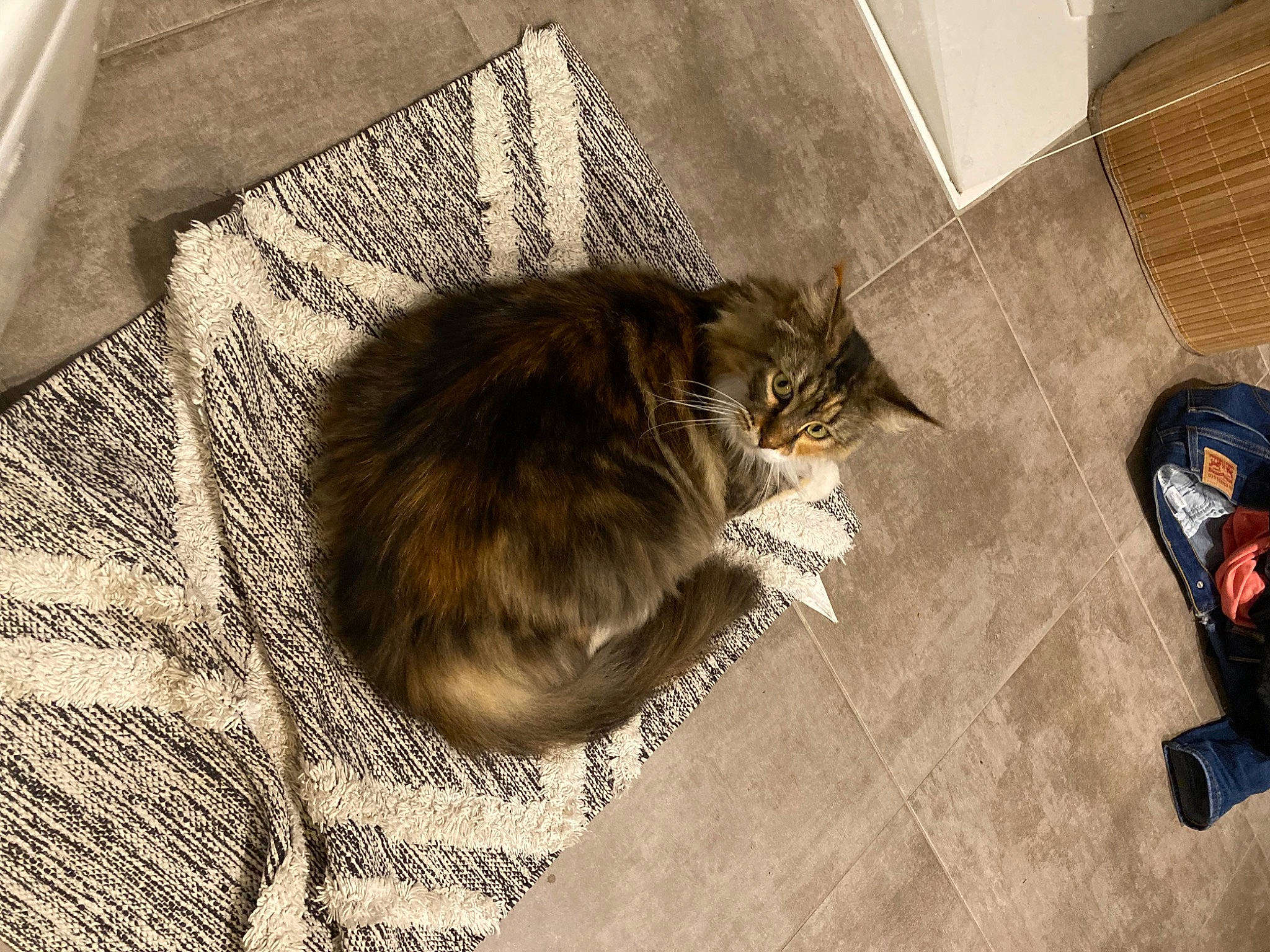 Orielle participe au concours pour gagner de l'argent avec cette photo : carnivore, cat, claw, comfort, domestic_short_haired_cat, felidae, floor, flooring, fur, grey, hardwood, paw, small_to_medium_sized_cats, tail, terrestrial_animal, whiskers, wood, wood_flooring