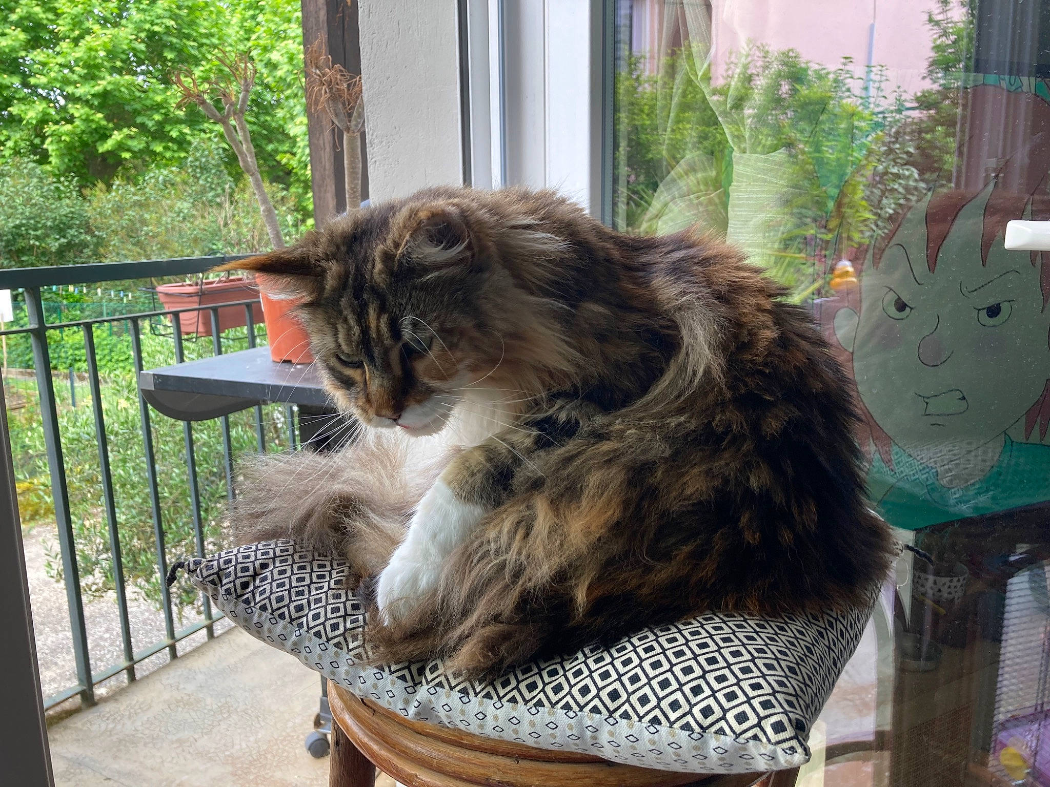 Orielle a rejoint le concours — aidez-le/la à gagner de superbes lots ! british_longhair, carnivore, cat, cat_supply, chair, comfort, domestic_short_haired_cat, fawn, felidae, fur, grass, outdoor_furniture, plant, small_to_medium_sized_cats, tail, terrestrial_animal, vertebrate, whiskers, window, wood