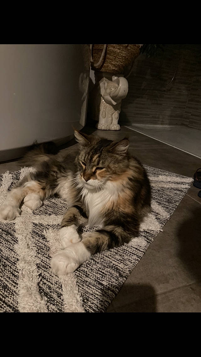 Orielle a rejoint le concours — aidez-le/la à gagner de superbes lots ! carnivore, cat, claw, comfort, darkness, domestic_short_haired_cat, felidae, flooring, fur, grey, monochrome, monochrome_photography, paw, road_surface, room, sitting, small_to_medium_sized_cats, tail, whiskers, wood