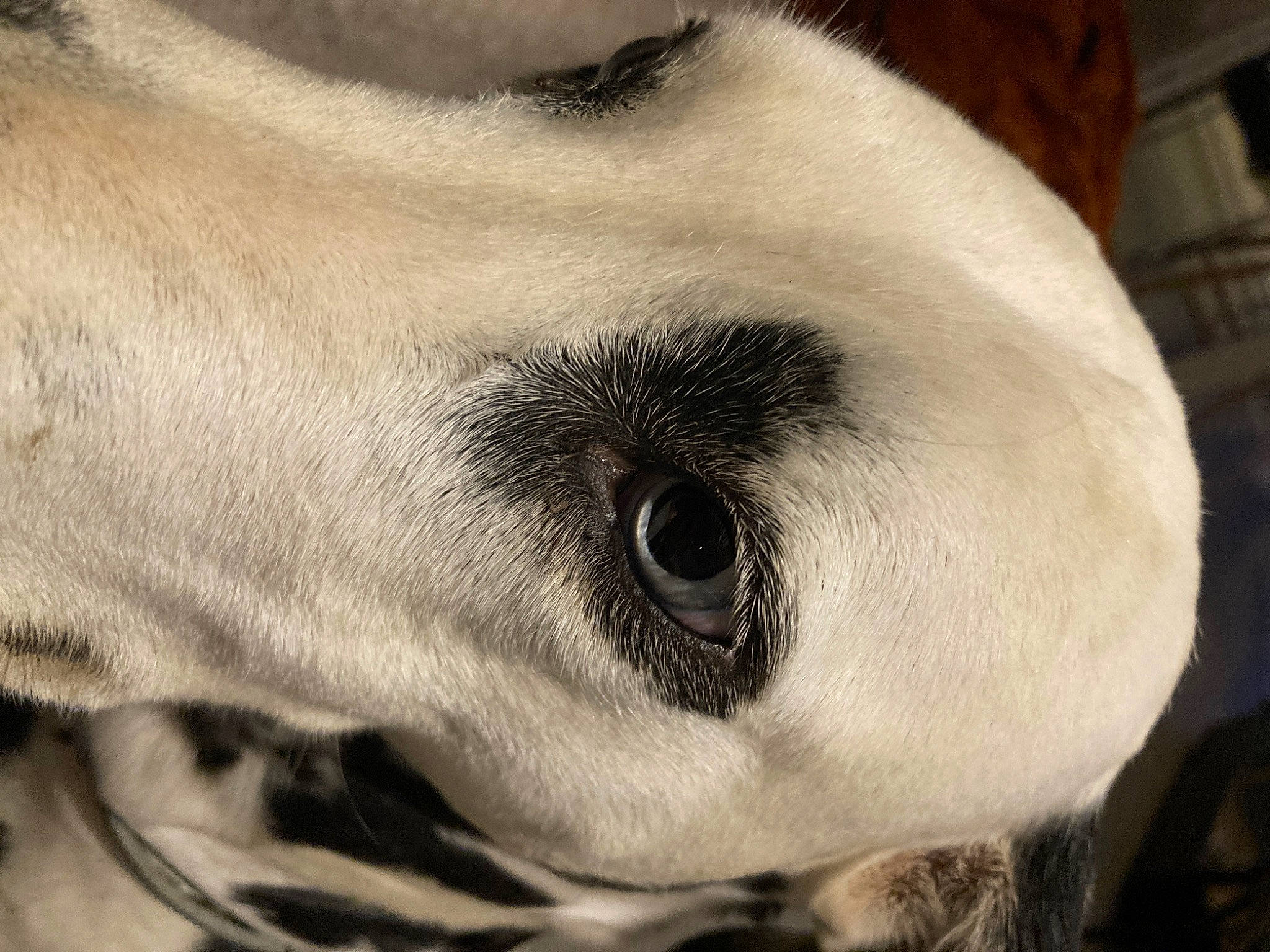 Nalha participe au concours pour gagner de l'argent avec cette photo : canidae, carnivore, companion_dog, dog, dog_breed, ear, eye, eyelash, fawn, fur, jaw, monochrome_photography, non_sporting_group, nose, snout, sporting_group, terrestrial_animal, whiskers, wildlife, working_animal